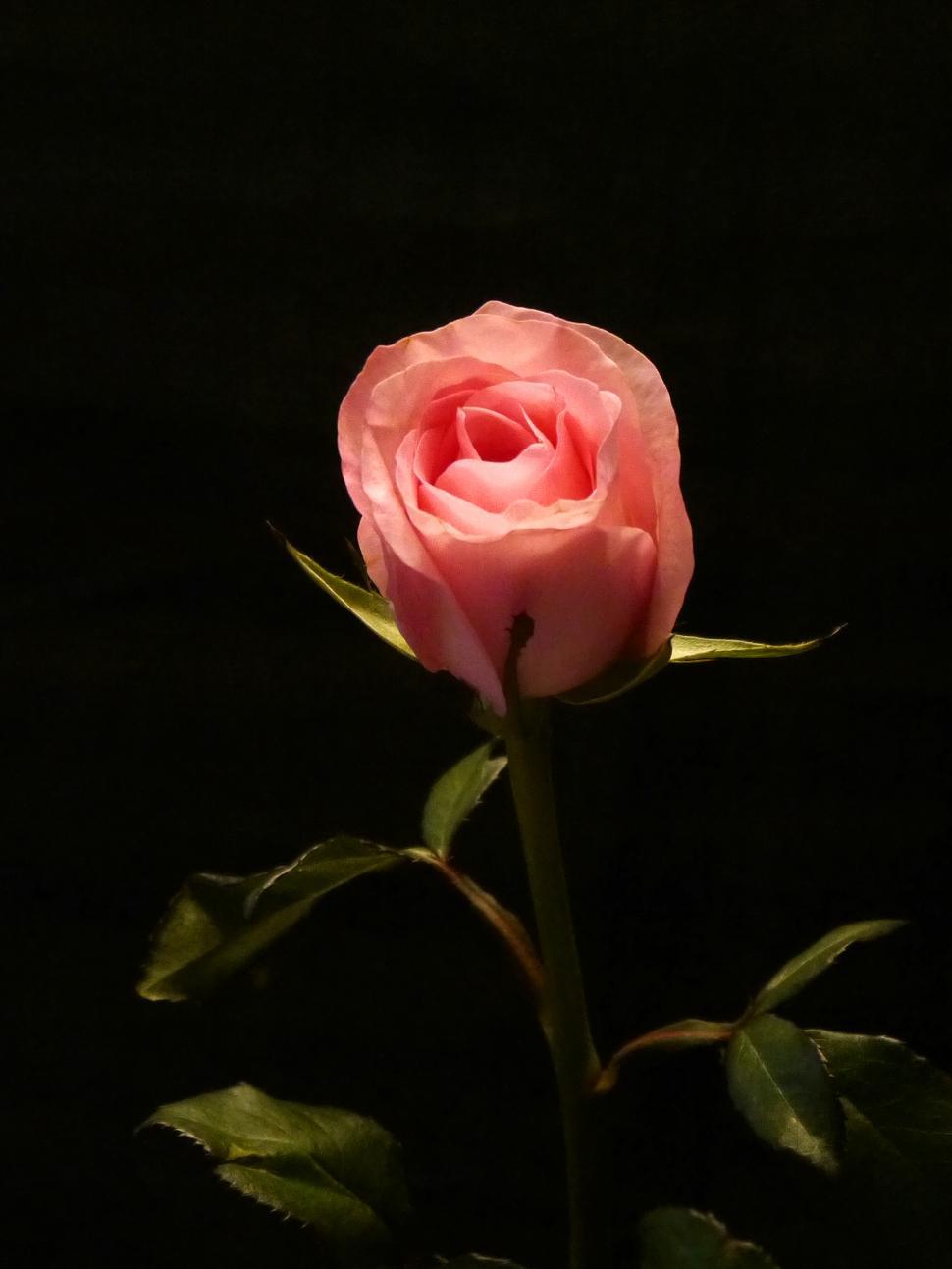 Free Image of Pink Rose Bud, Dark Background 
