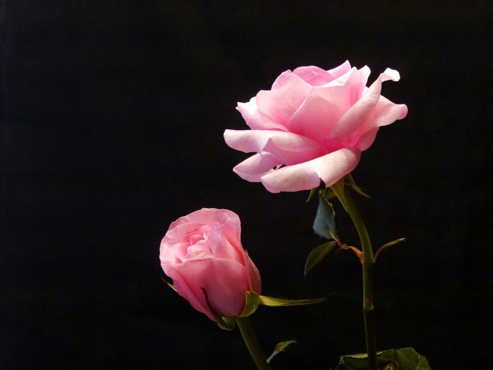 Free Image of Two Pink Roses 
