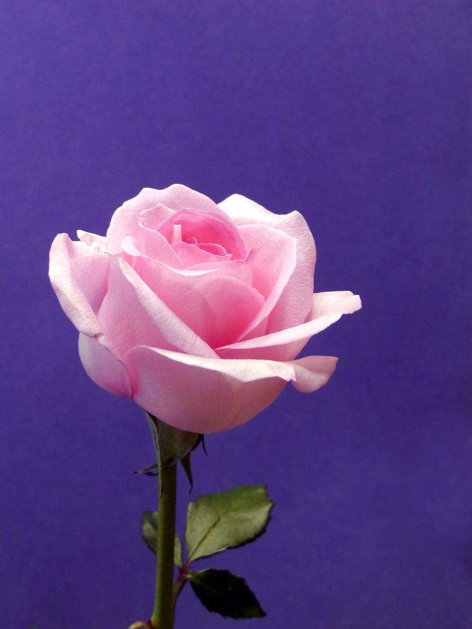 Free Image of Pink Rose on Purple 