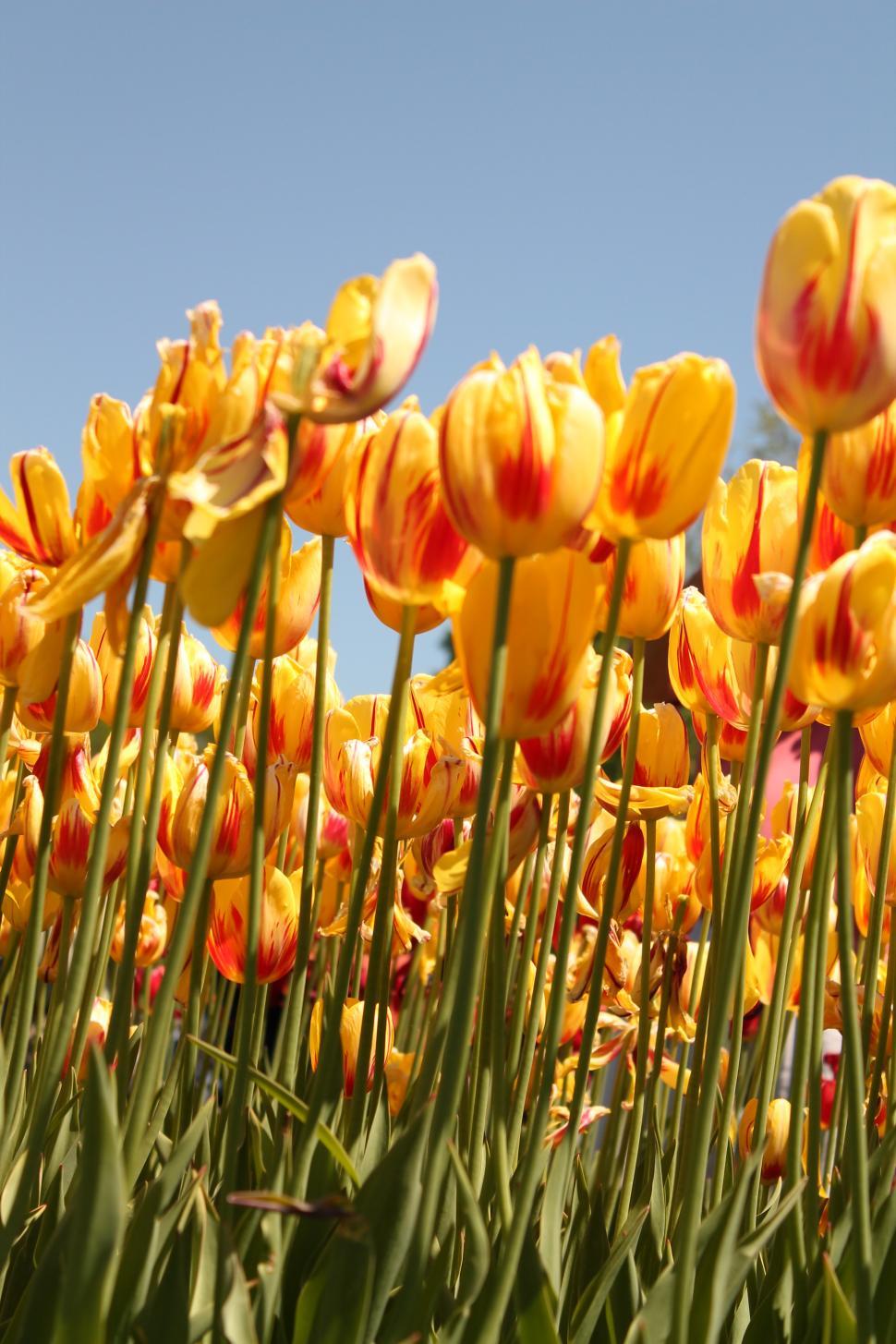 Free Image of Tulip flower festival field 
