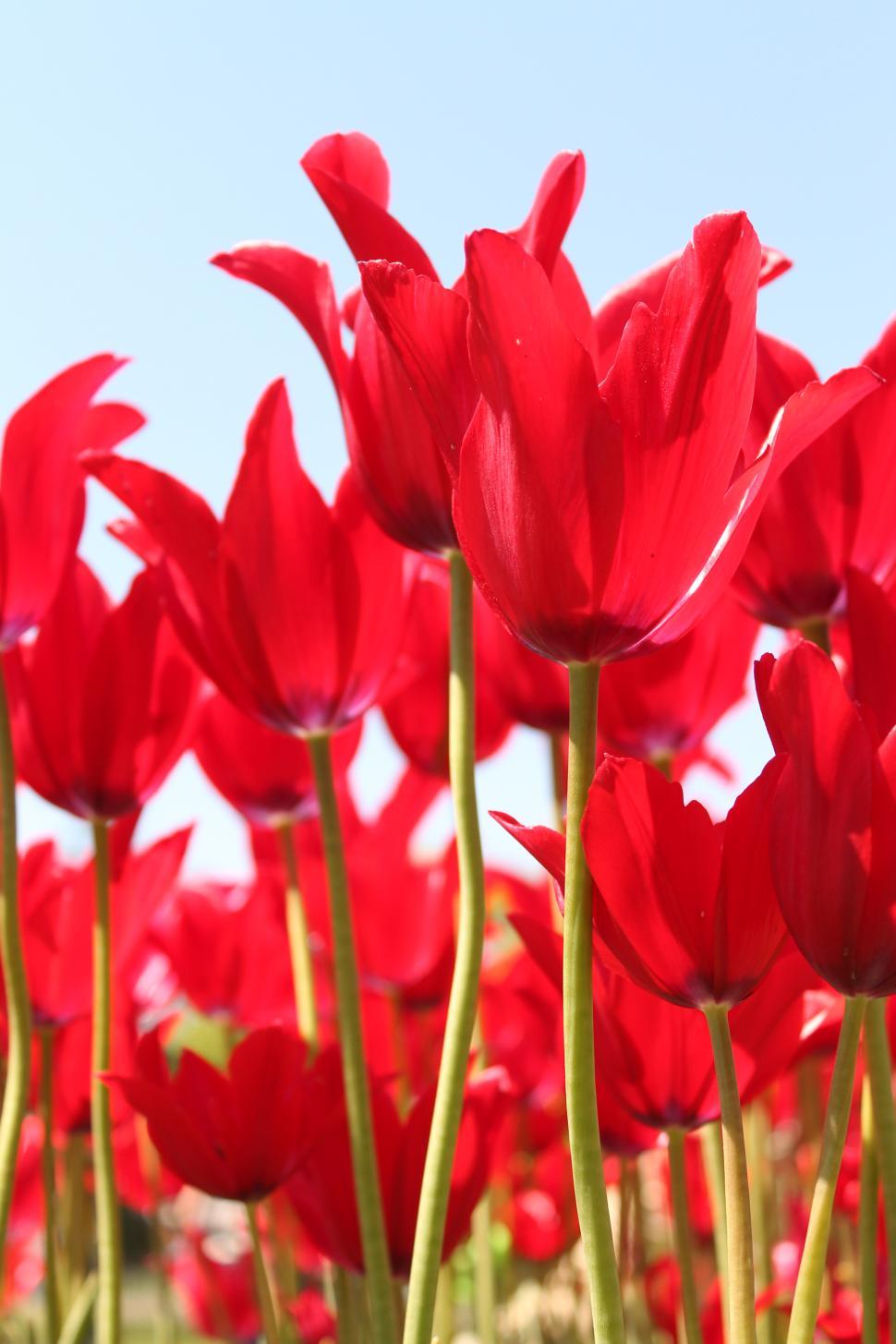 Free Image of Red Tulip flower festival  