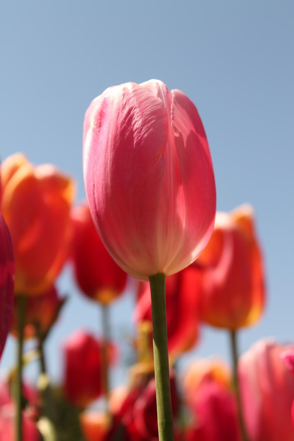 Free Image of Red Tulip flower bloom  