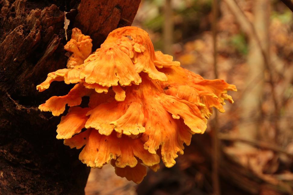 Free Image of Fungus on Tree 