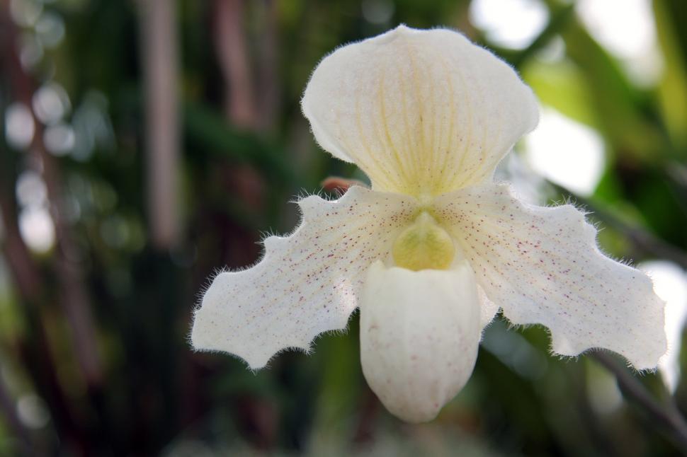 Free Image of White Phragmipedium Orchid 
