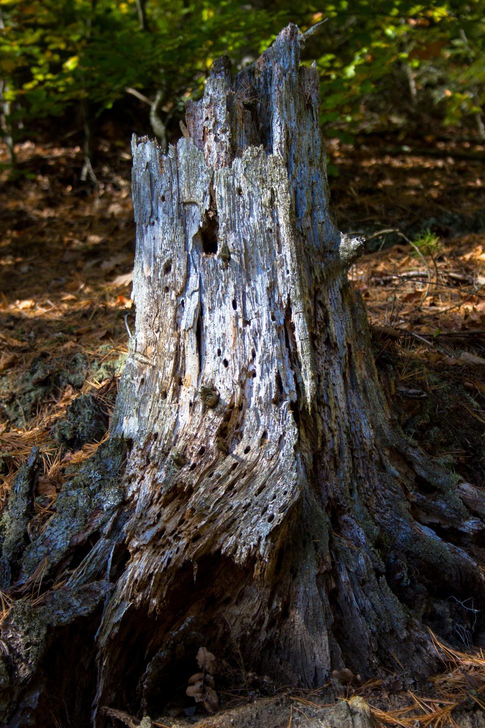 Free Image of Old tree stump  