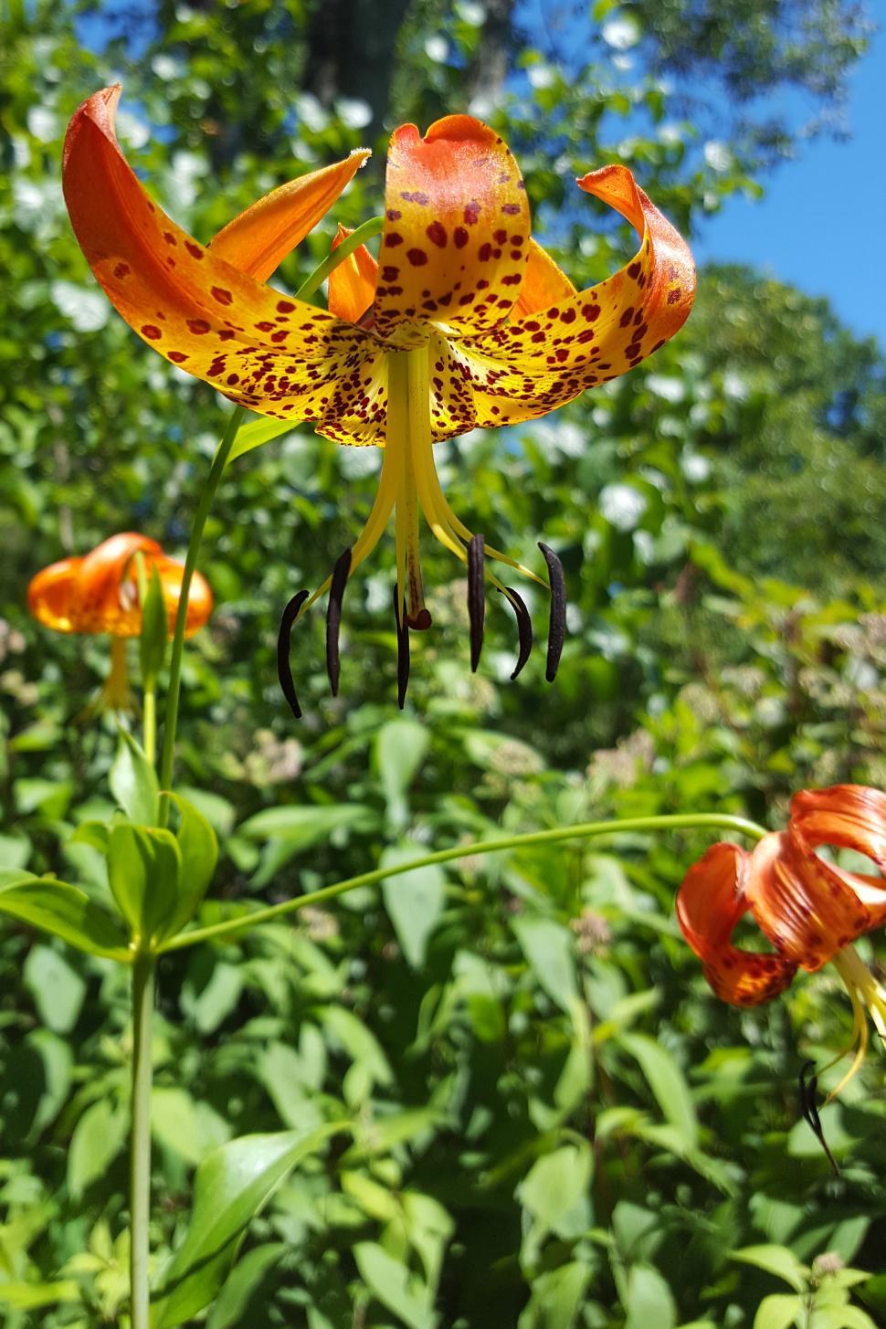 Free Image of Tiger Lily and Greenery 