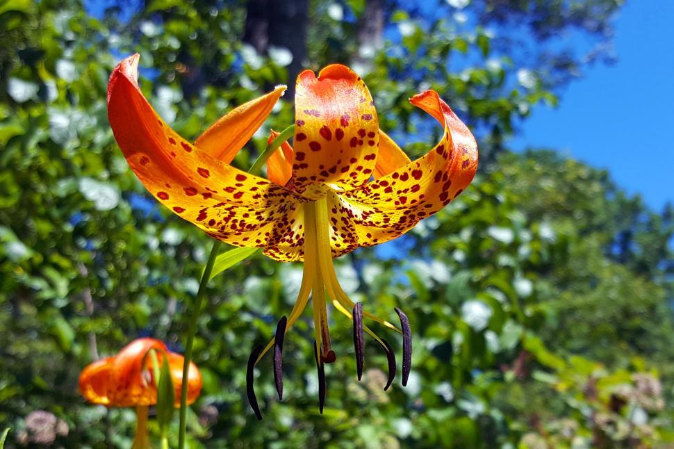 Free Image of Tiger Lily 