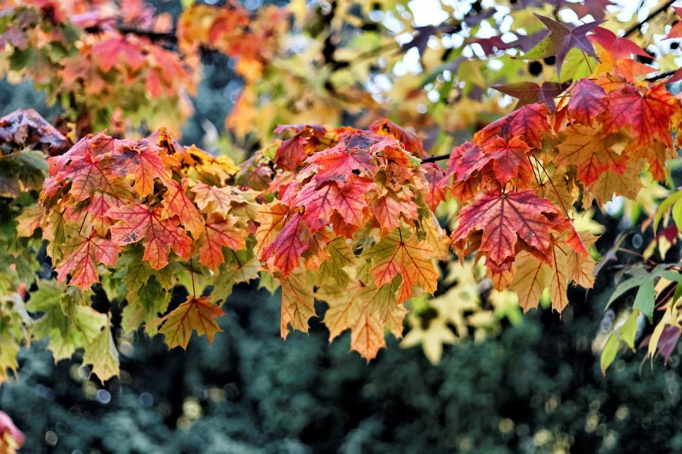 Free Image of Autumn colours  