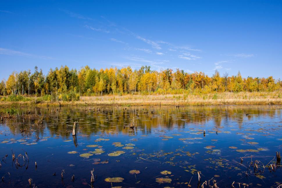 Free Image of Landscape of yellow autumn forest in the distance on the background and reflection in forest lake or swamp and blue sky 