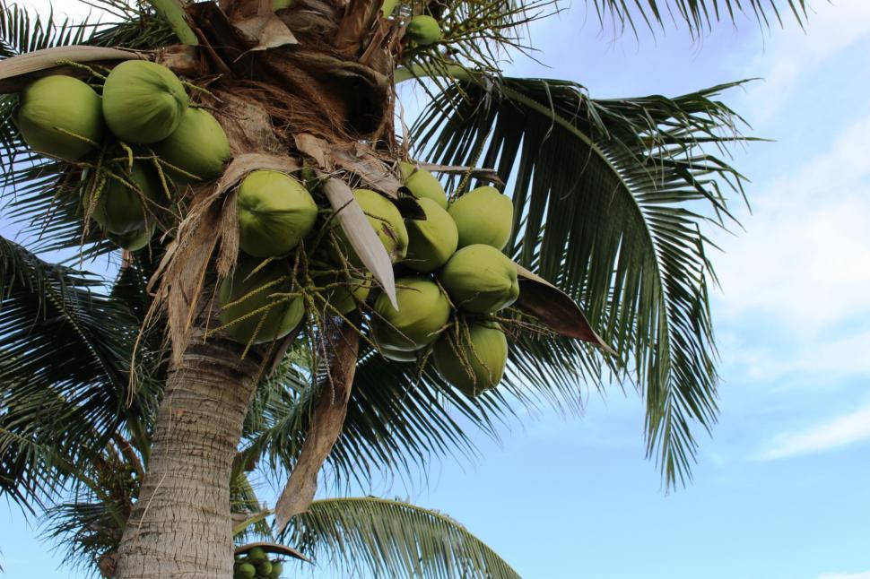 Free Image of Bunch of coconuts growing on a palm tree  