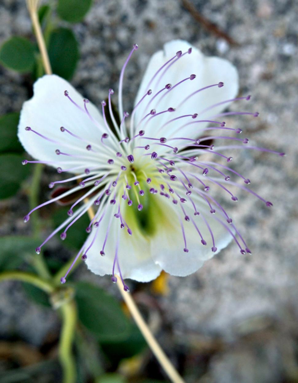 Free Image of Caper flower 