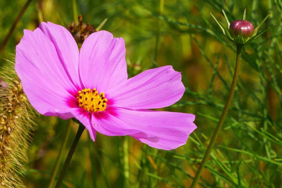 Free Image of Cosmos Flower and Bud 