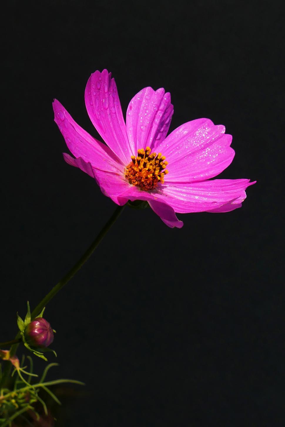 Free Image of Cosmos Flower on Dark Background 