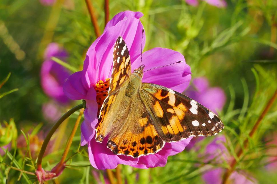 Free Image of Cosmos Flower and Butterfly 
