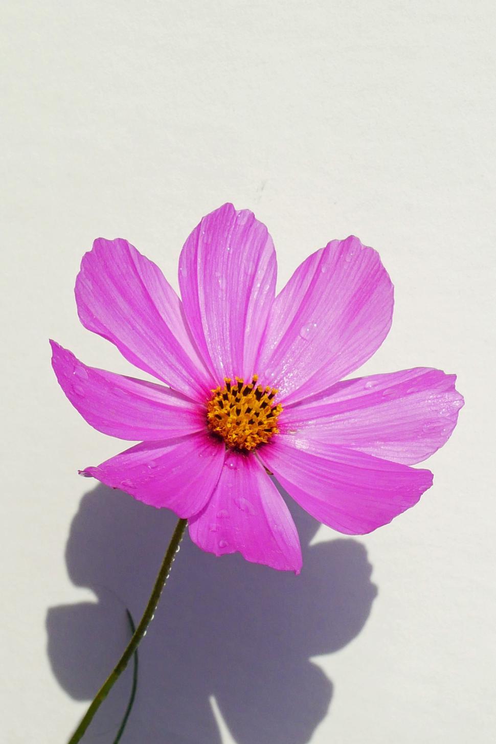 Free Image of Cosmos Flower 