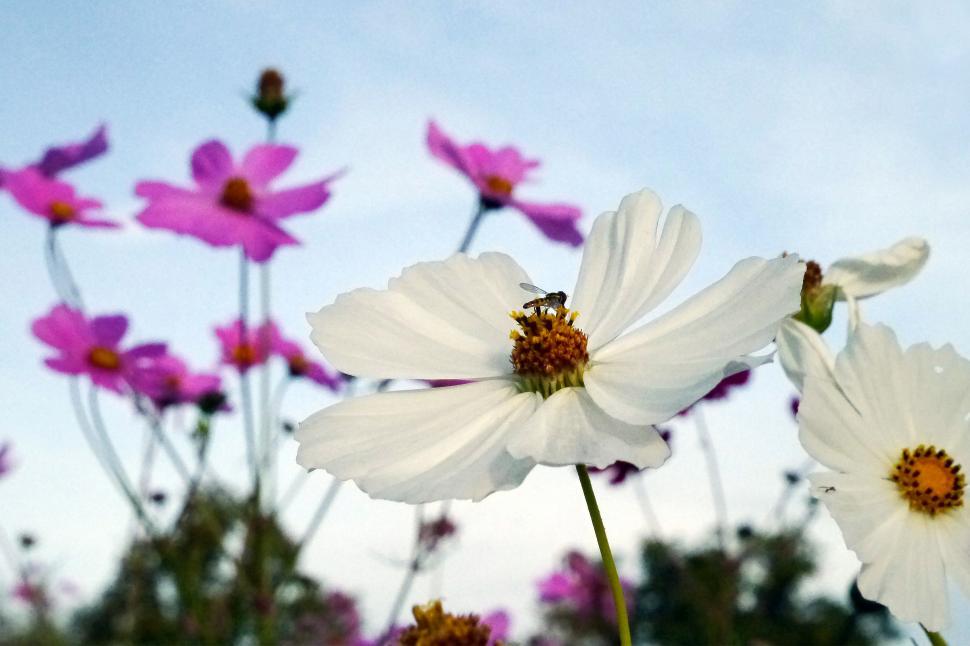 Free Image of White and Pink Cosmos Flowers 