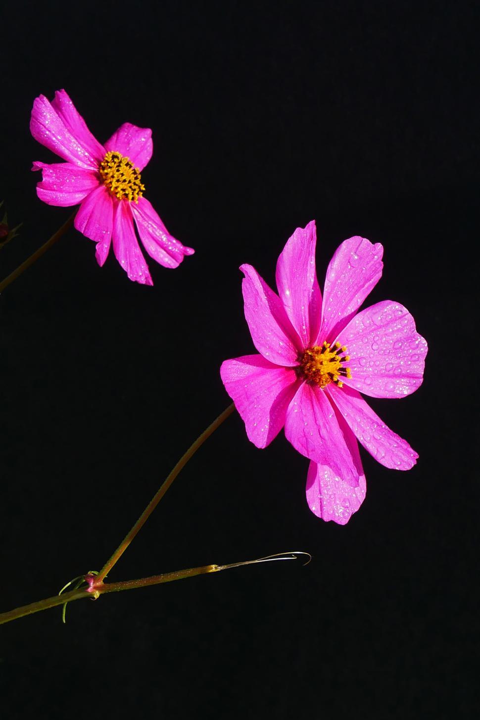 Free Image of Two Pink Cosmos Flowers 
