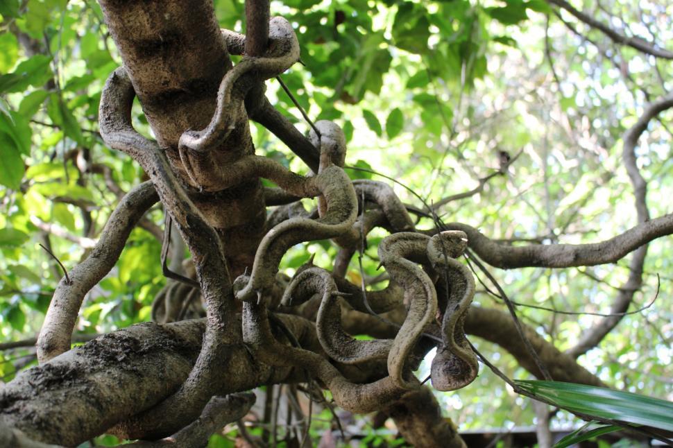 Download Free Stock Photo of Tangled rainforest vines  