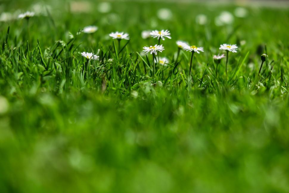 Free Image of Small white flowers in grass 