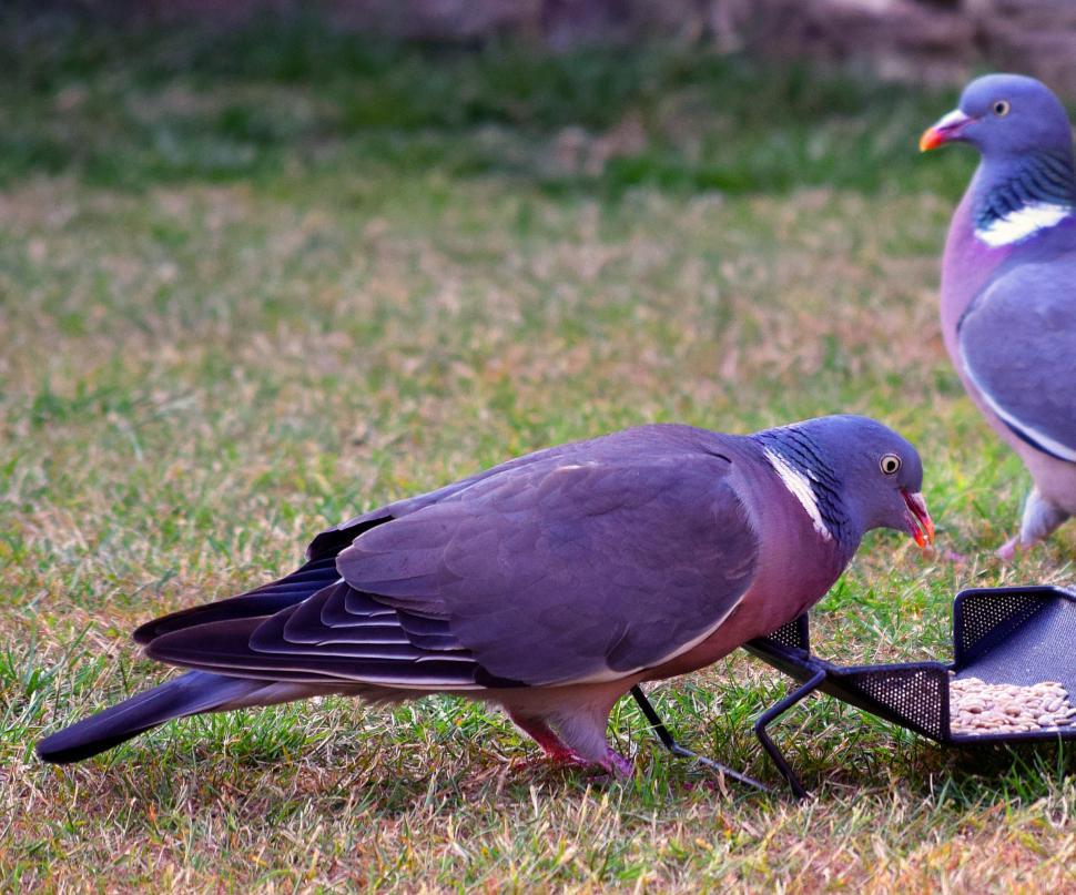 Free Image of Common Wood Pigeon - Columba palumbus  