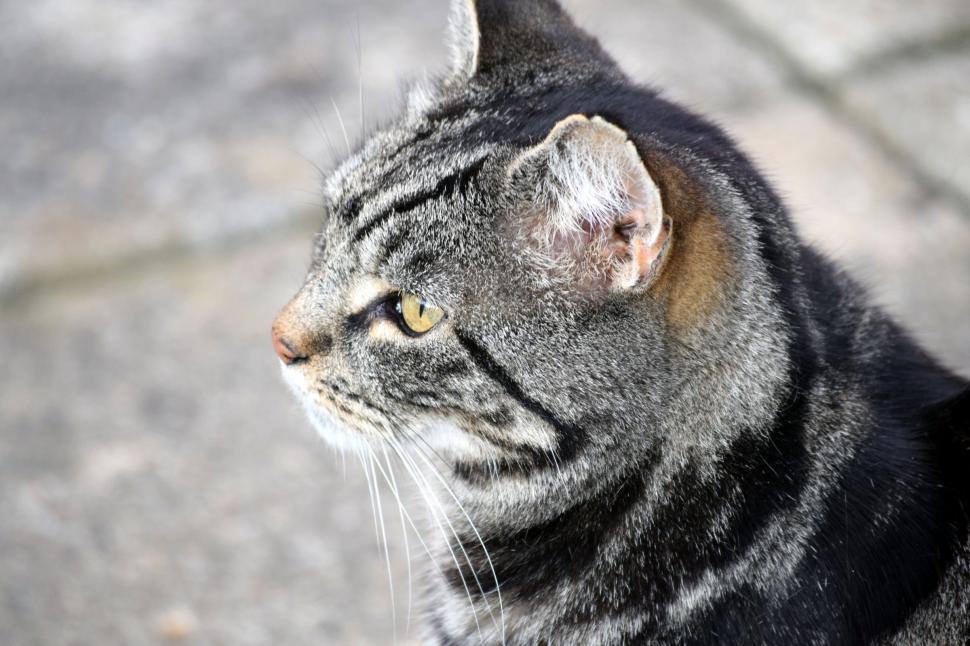 Free Image of Tabby Cat  
