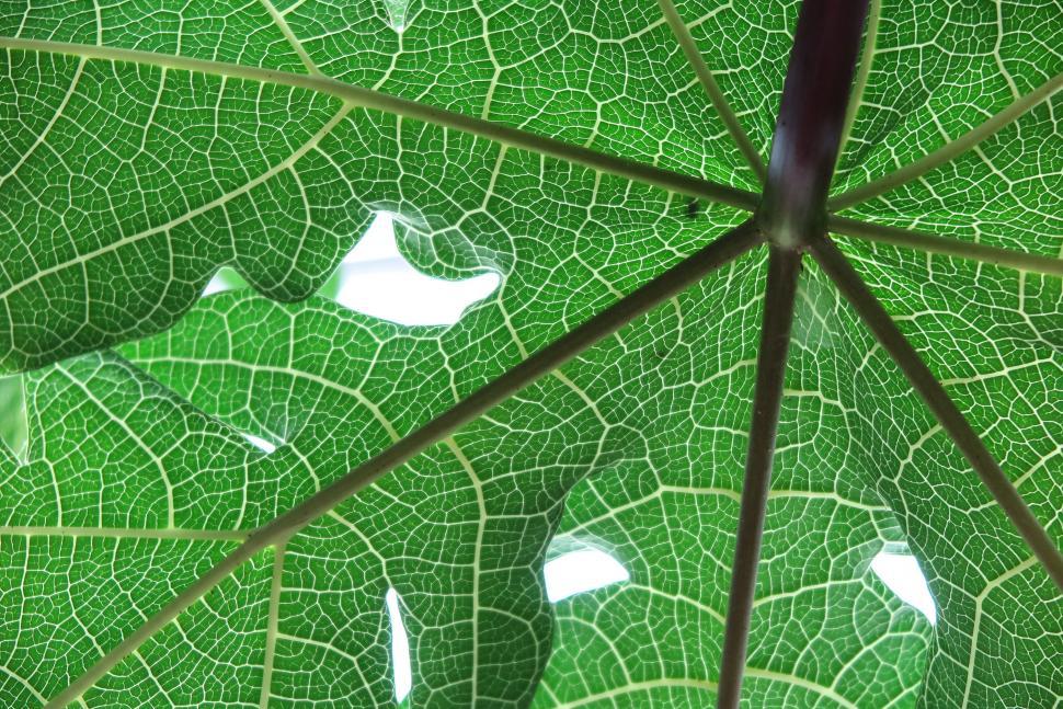 Free Image of Leaf structure 
