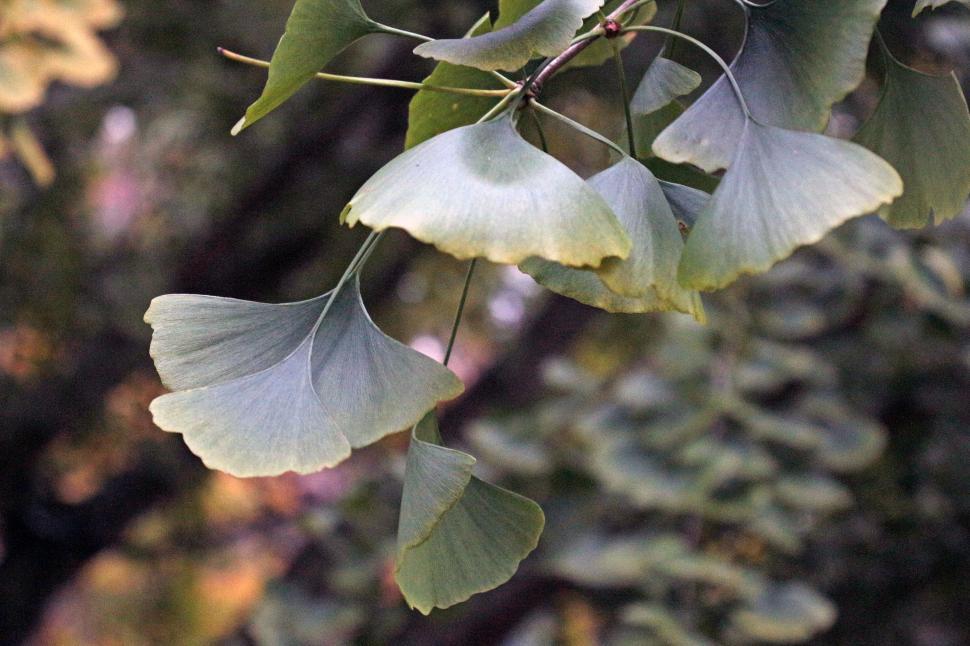 Free Image of Ginkgo Leaves on Tree 