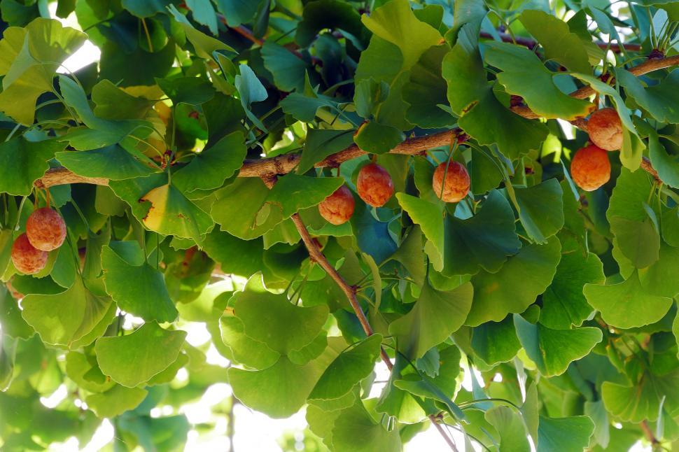 Free Image of Ginkgo Tree Leaves and Fruits 