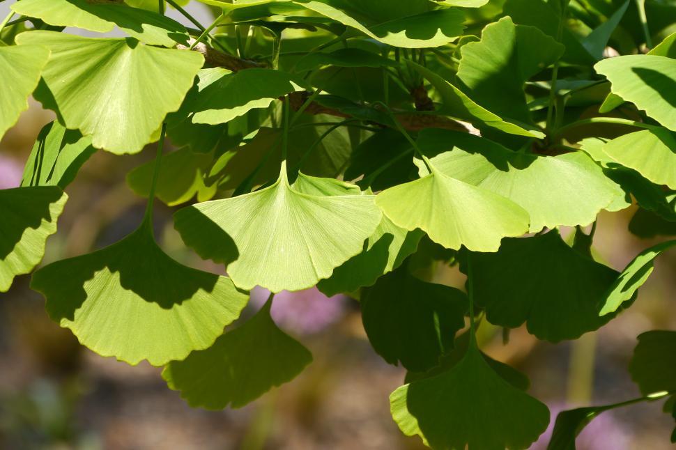 Free Image of Ginkgo Tree Leaves 
