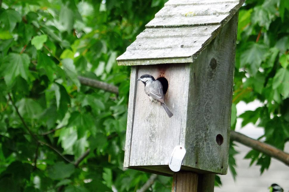 Free Image of Bird House and Bird Resident 