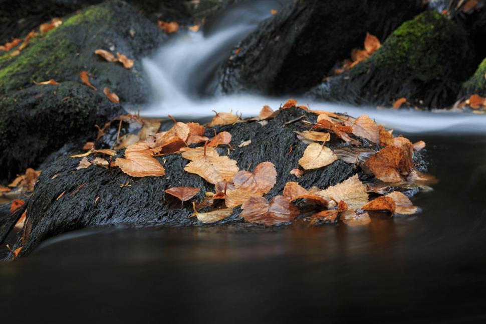 Free Image of Autumn leaves 