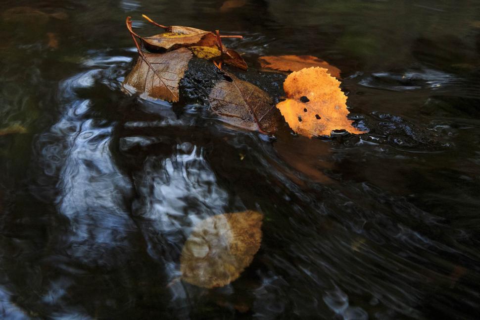 Free Image of Leaves in stream 