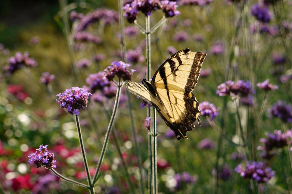 Free Image of Yellow and Black Butterfly on Flower 