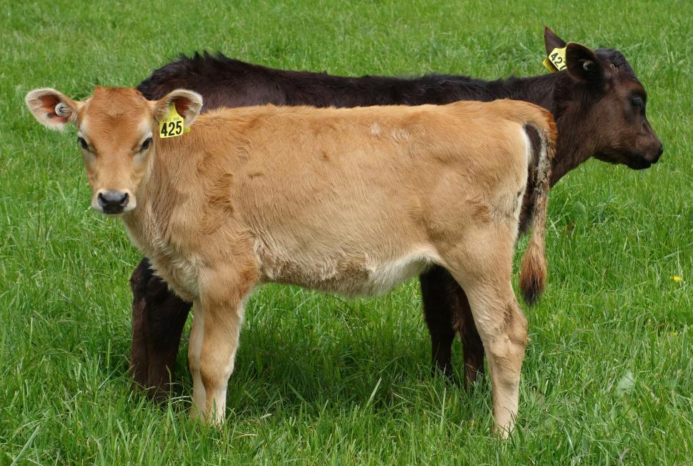 Free Image of Two Calves  