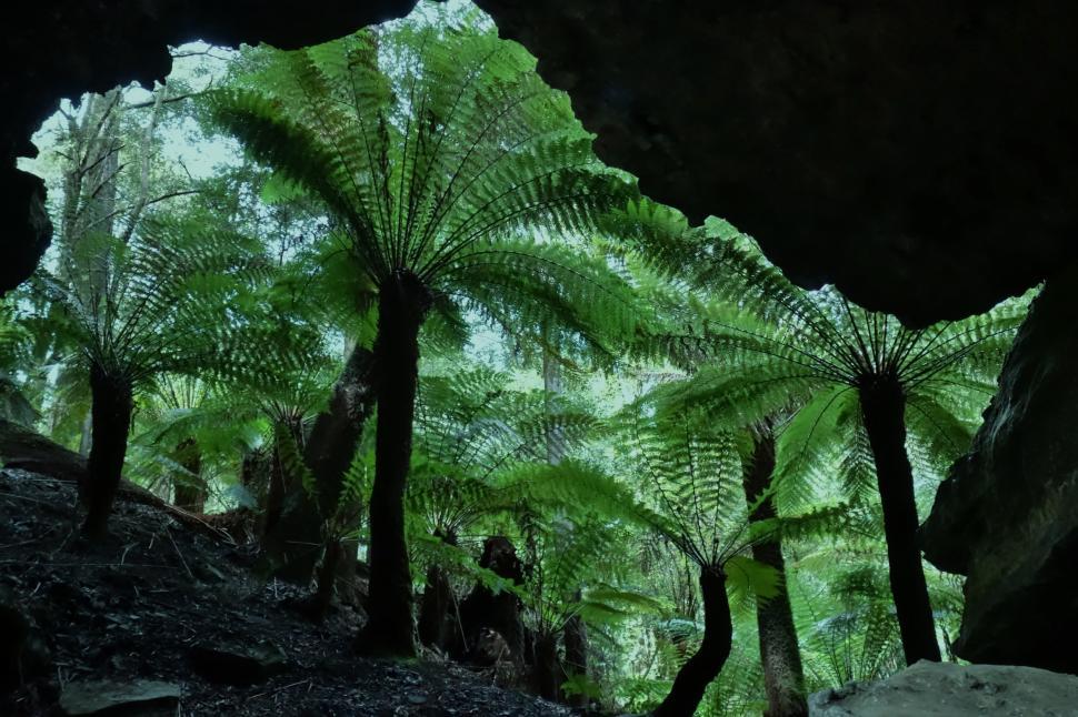 Free Image of Tree Fern Forest  