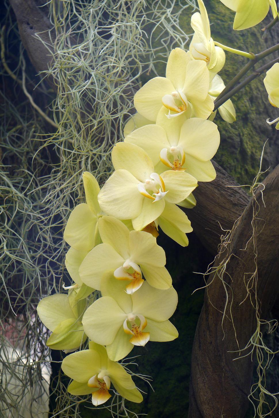 Free Image of Row of Pale Moth Orchids 