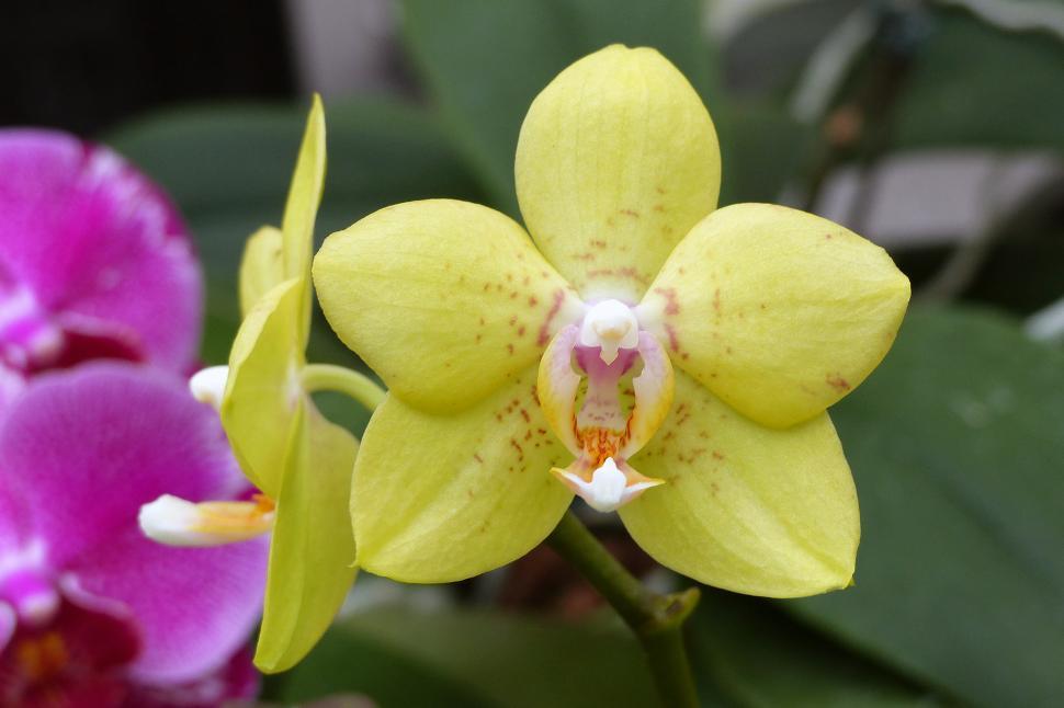 Free Image of One Yellow Moth Orchid 