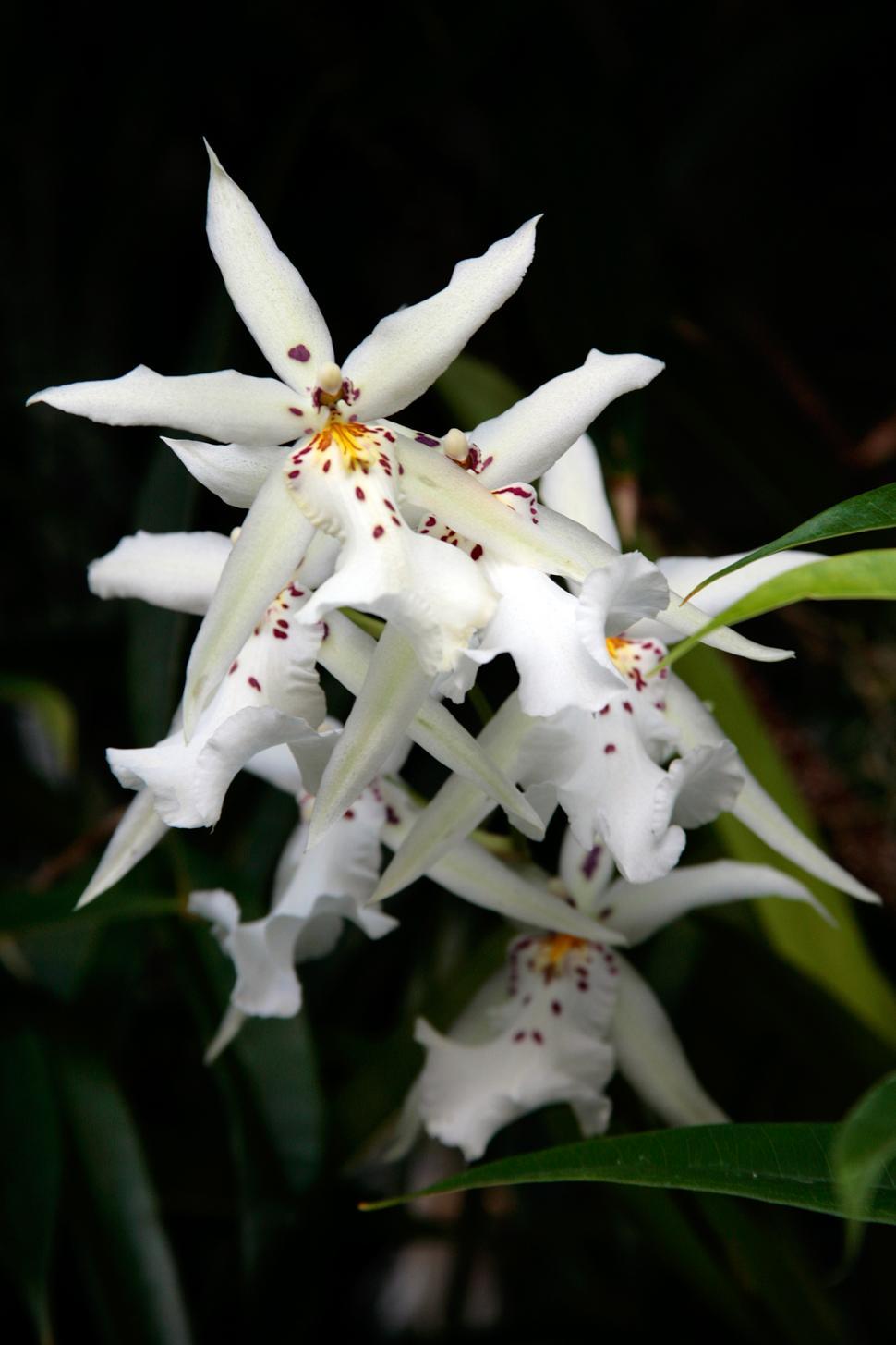 Free Image of Spider Orchids 