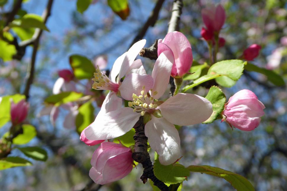 Free Image of Apple Blossom 