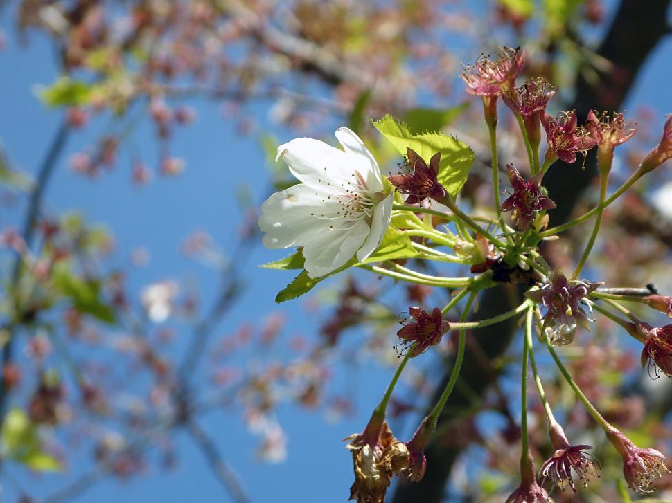 Free Image of Single White Apple Blossom  
