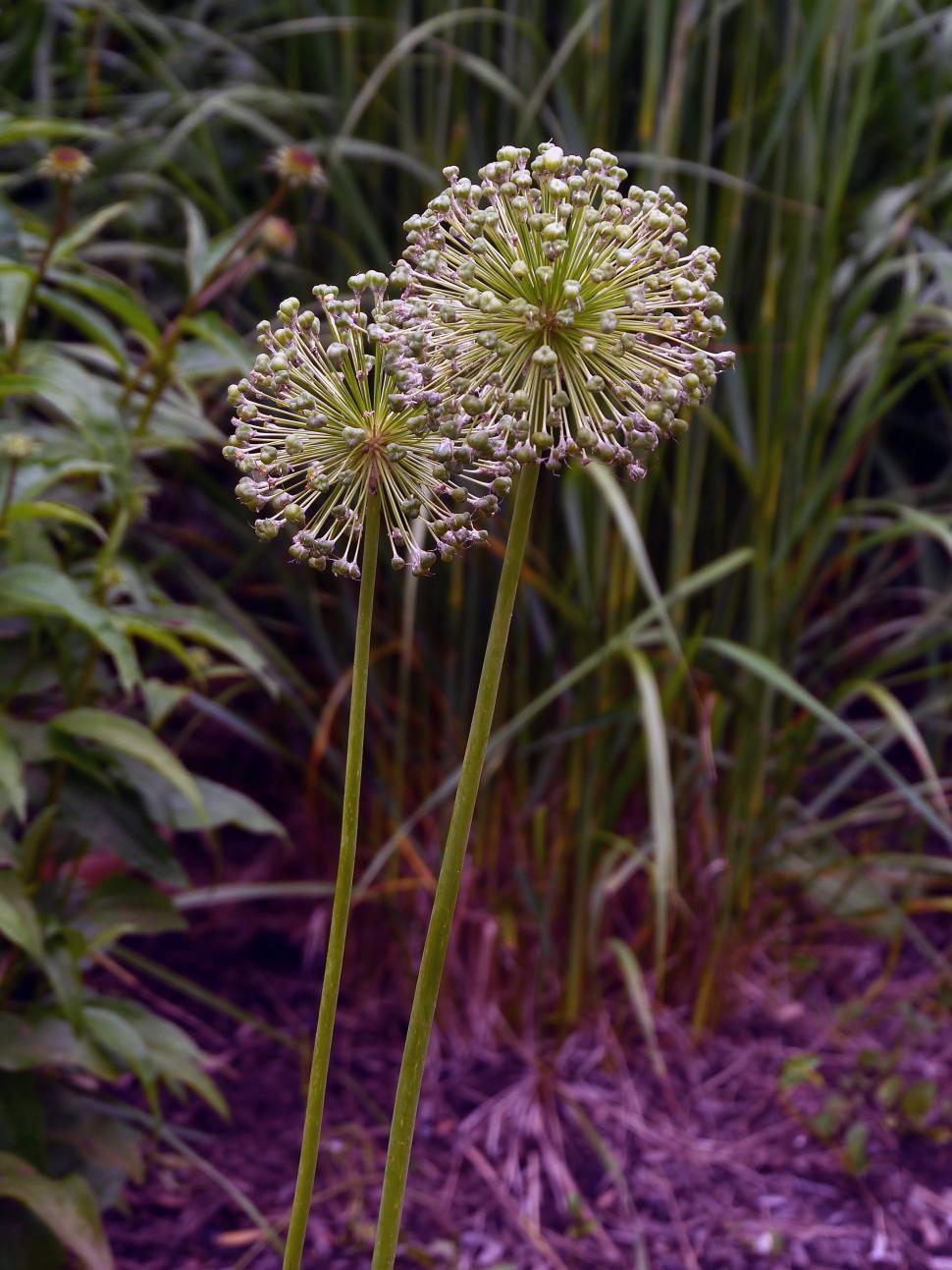 Free Image of Two Allium Flower Seed Spheres 