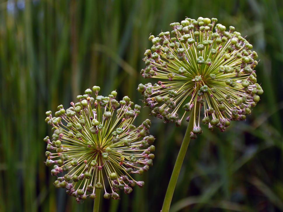 Free Image of Allium Flowers Seeds Balls 
