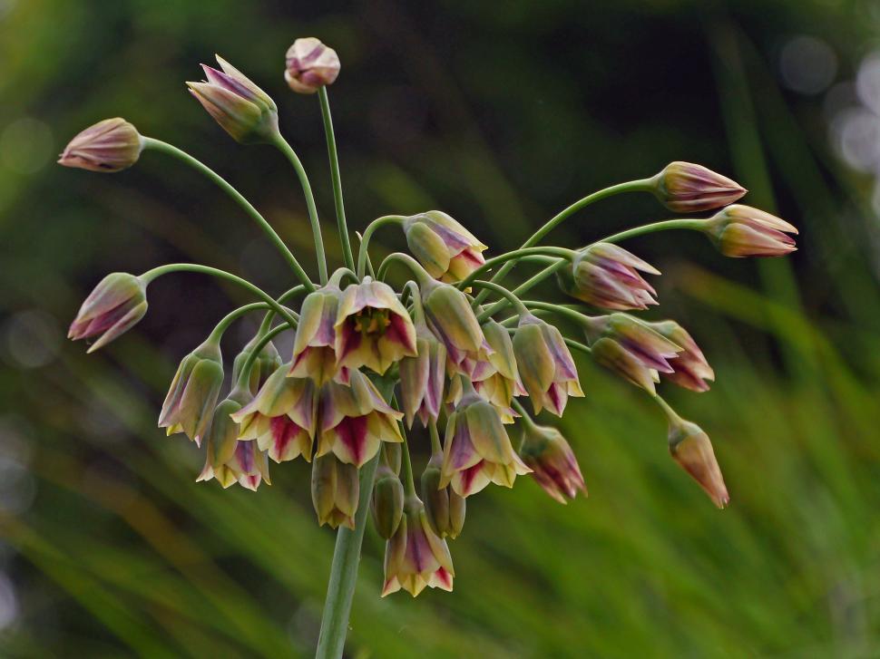 Free Image of Allium Flower Taking Shape 
