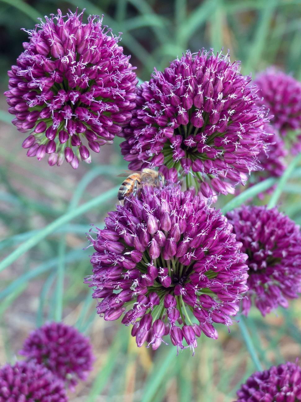 Free Image of Group of Purple Allium Flowers 