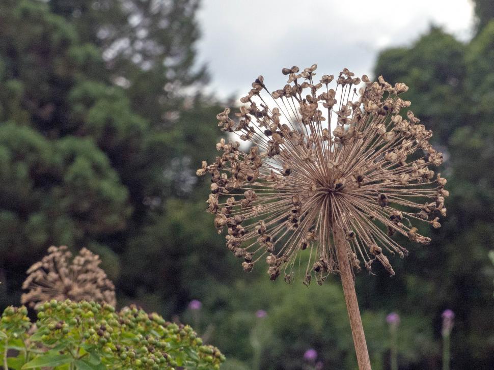 Free Image of Dried Allium Flower  