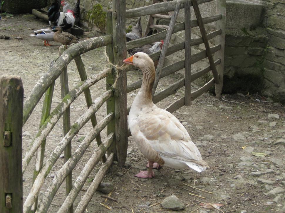 Free Image of Geese and duck 