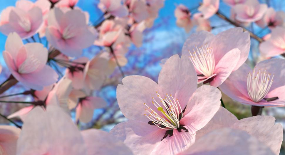 Free Image of Sakura Flowers 