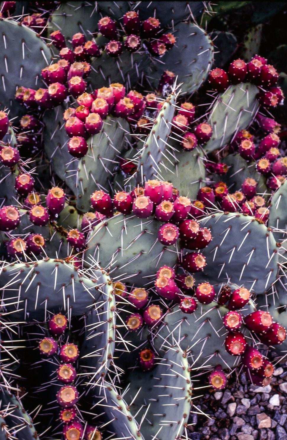 Free Image of Prickly pear fruits on cactus plant 