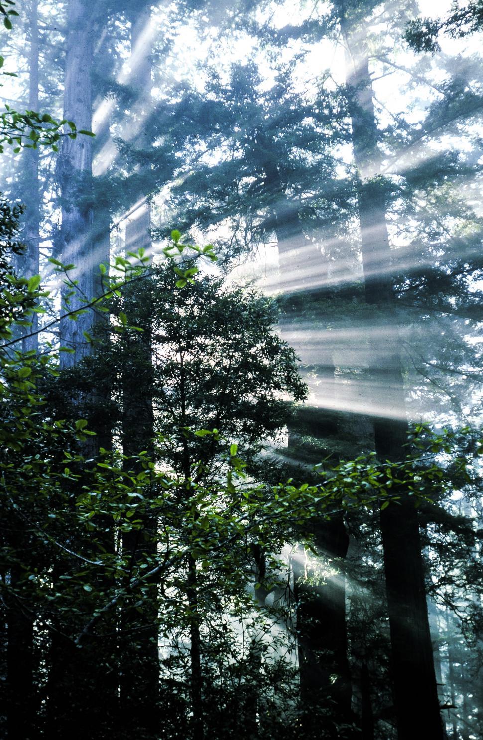 Free Image of Redwood Trees 