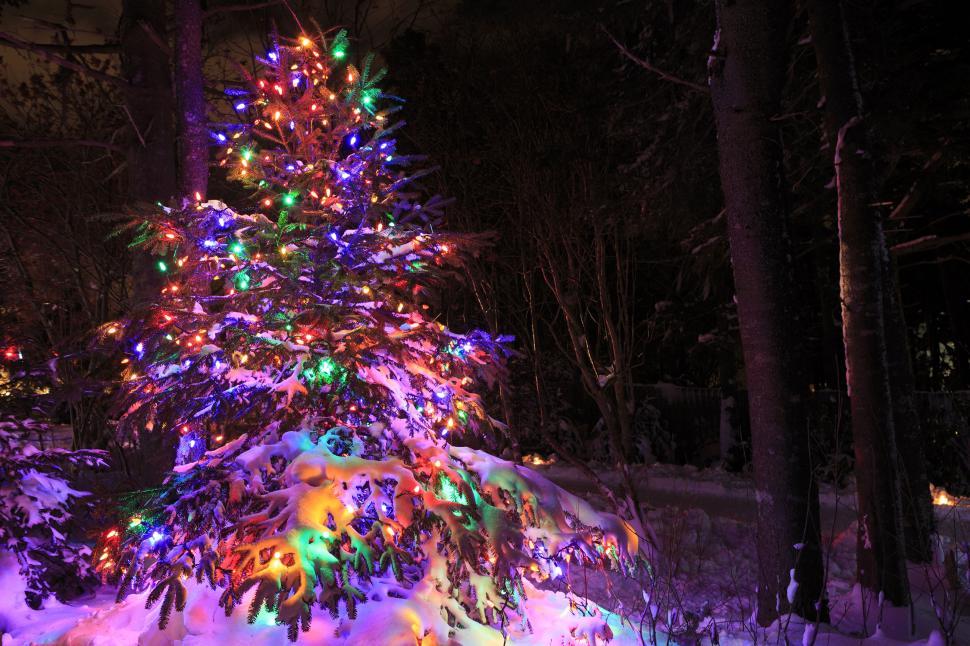 Free Image of Lighted tree 